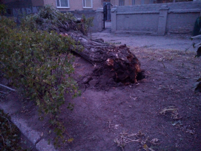 В Мелитополе огромный тополь рухнул на тротуар и оборвал провода (фото)